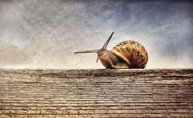 close up photography of brown snail on brown wooden surface