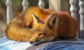 close up photo of sleeping fox